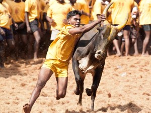 16-1421381091-jallikattu-600